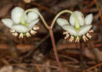 Pipsissewa <BR>Spotted wintergreen